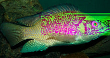 live tilapia new Tila